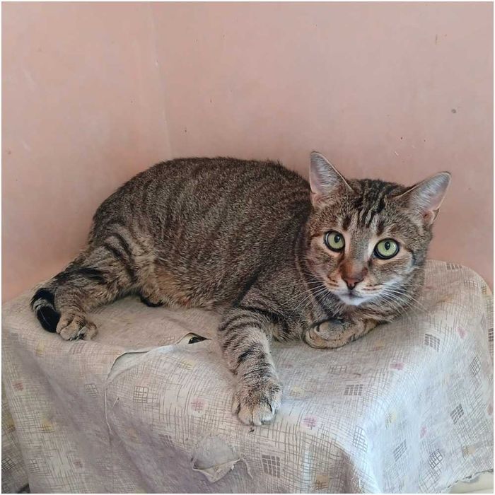 Полосатый кот Нафаня, 4 года, кастрирован