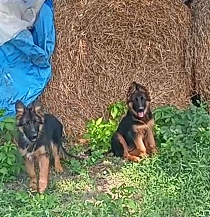 Щенки нем овчарки из питомника.