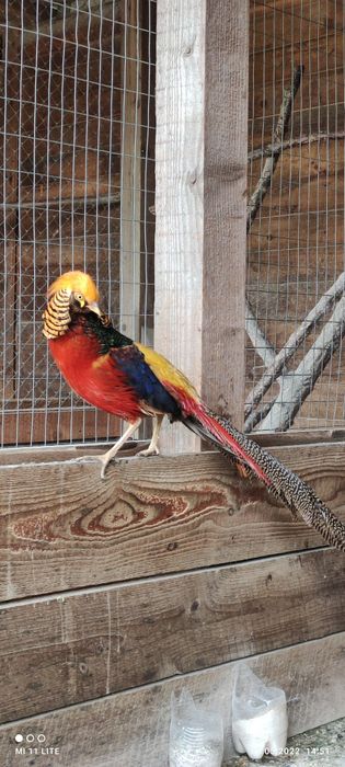 Золотий червоний фазан