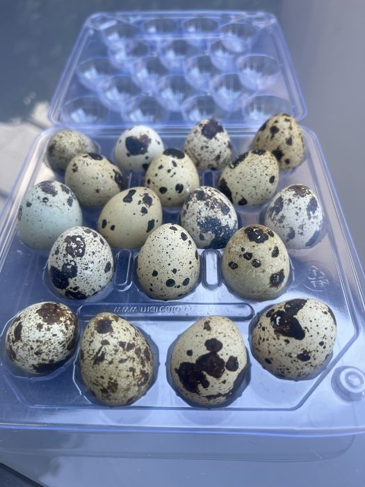 Jaja przepiórcze lęgowe