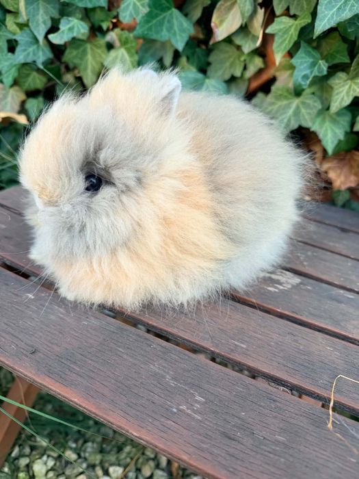 Króliczek Karzełek Teddy mini króliki metryka