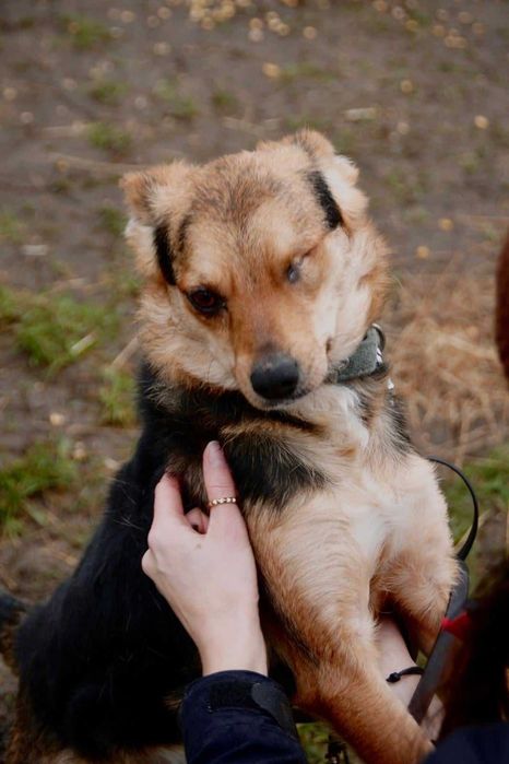 Wciąż czeka na swój dom pokochaj go