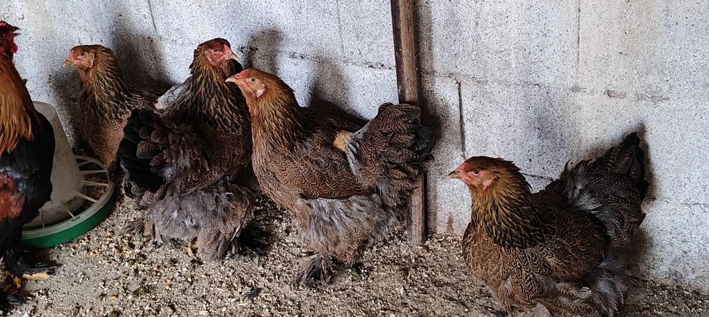 Ovos de galinha brahma perdiz.