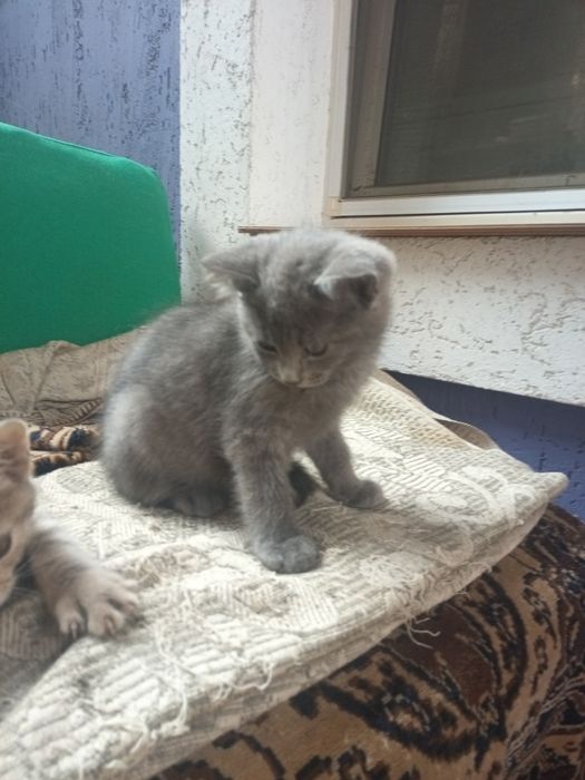 Віддам в добрі руки кошенят.