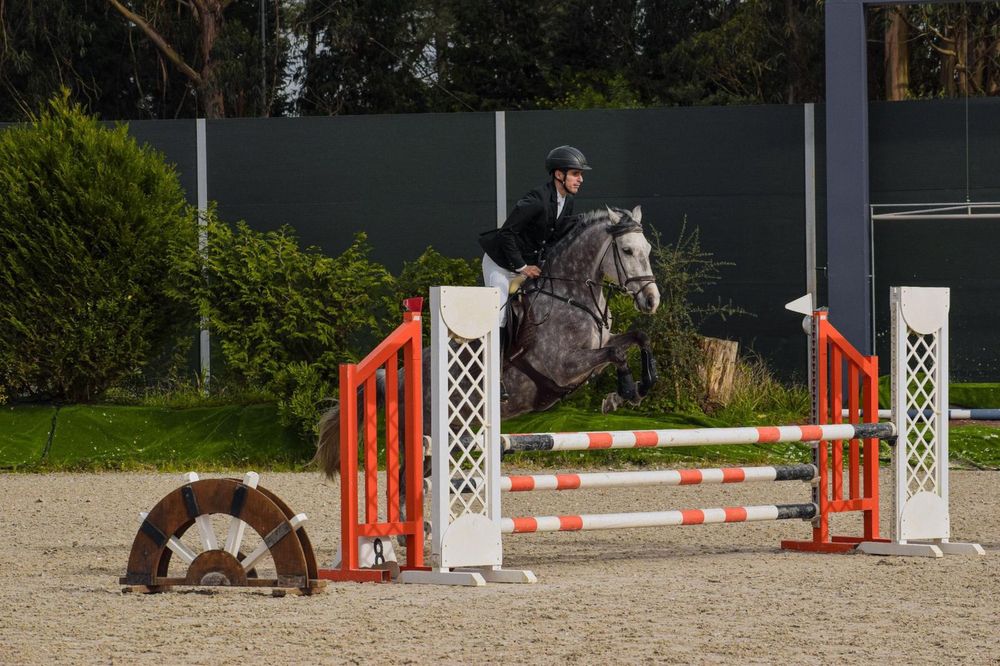 Égua Luso- Arabe 8anos