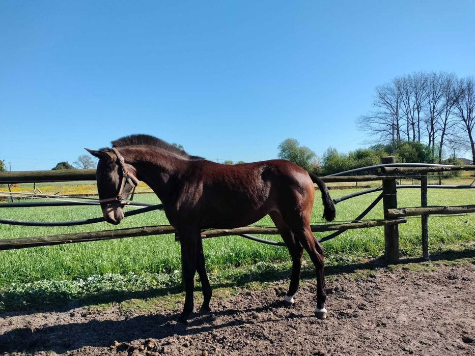 Poldra Puro Sangue Lusitano (1ano)