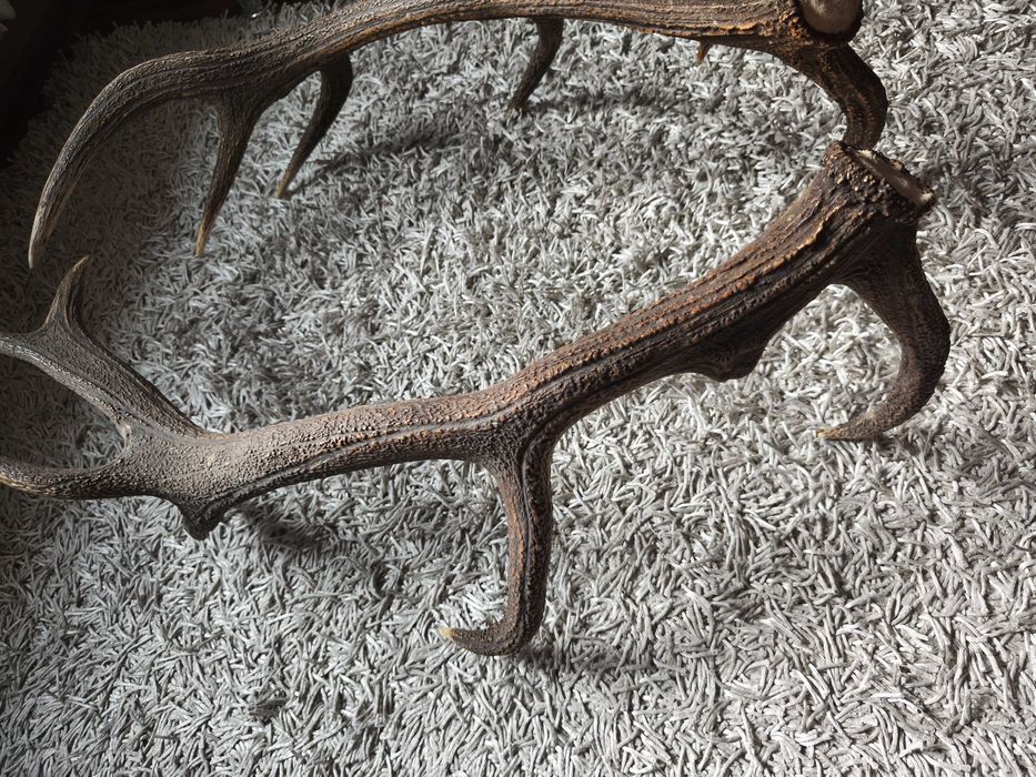 poroże jelenia zrzut piękna para