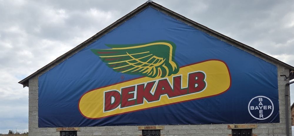 Nasiona Kukurydzy DEKALB DKC 3888, DKC 3595,  DKC 4125, DKC 3201