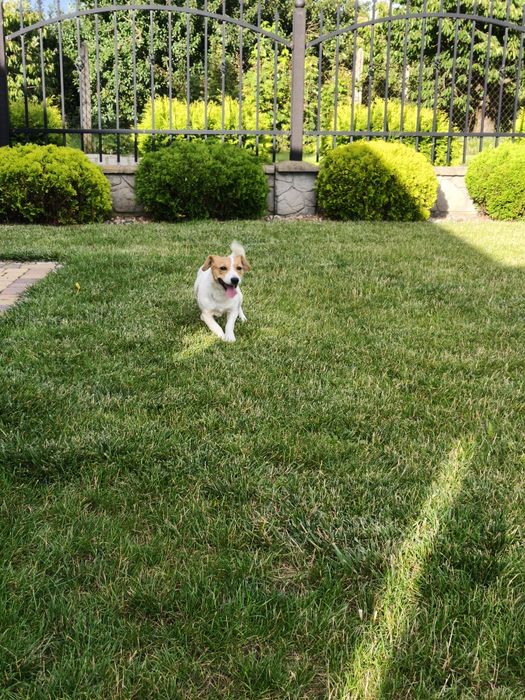Sunia Jack Russell Terrier