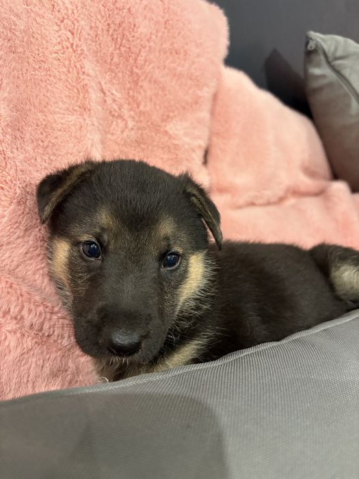 Owczarki szczeniaki szukaja domu- do adopcji