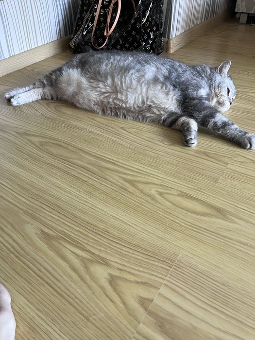 Віддам кота в добрі руки