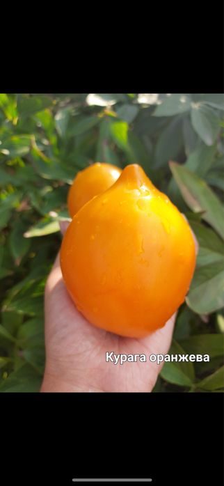 Насіння помідорів сливок, перцевидних сортів. Насіння перців, баклажан