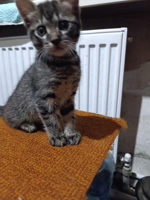 Котята у хороші ручки