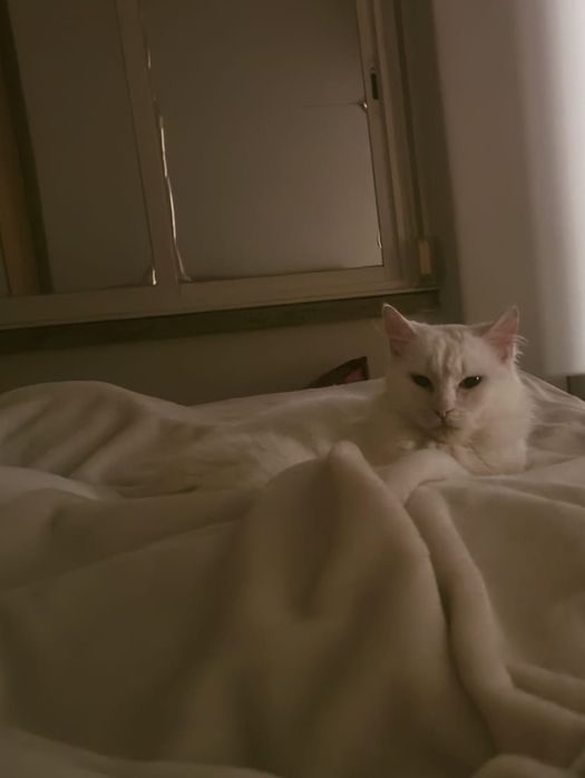 boa tarde tenho uma gata lindíssima para doar