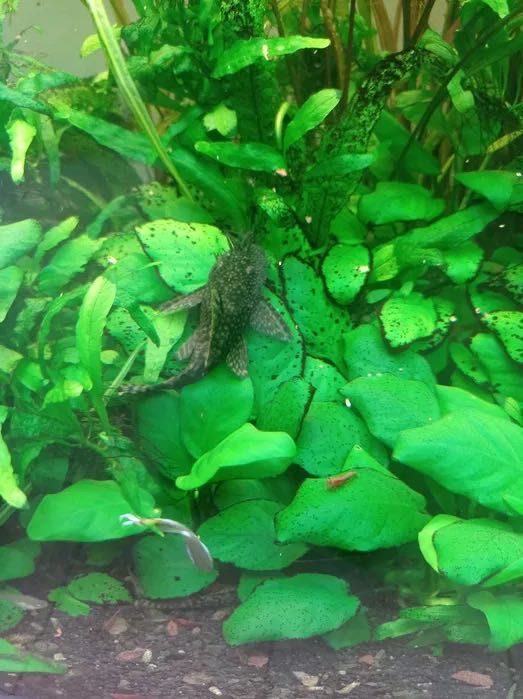 Vendo 25 Ancistrus (Limpa-Vidros)