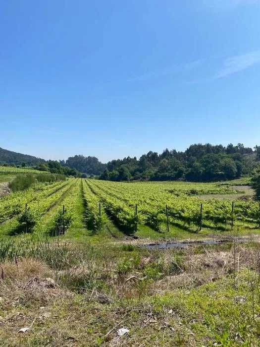 Terreno com 50000m2 com Vinha Mecanizada nova