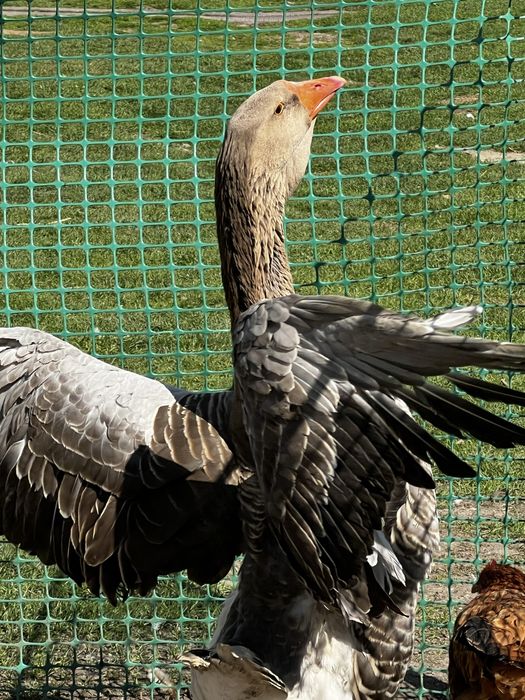 Gesi tuluskie gęsior