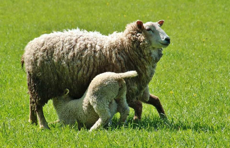 naturalne mleko dla jagniąt koźląt jagnięta koźlęta owce kozy