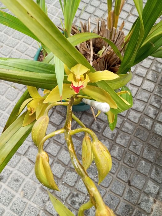 Orquídea de exterior