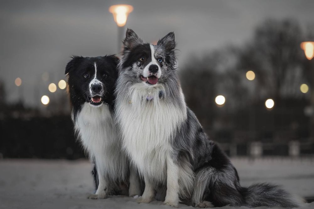 Zoopsycholog behawiorysta psów i kotów szkolenie szkoła dla psów