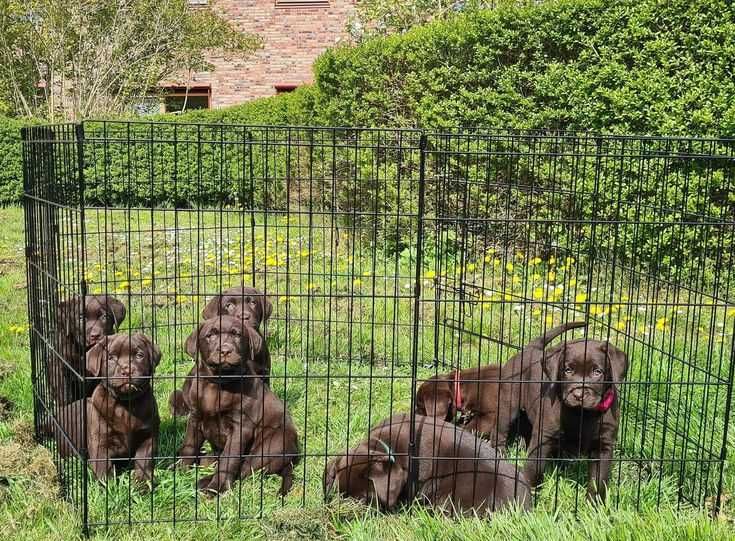 Клетка 180х60х76 манеж с дверкой  8-секций клітка для щенков собак