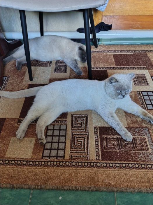 Кошенята Під Ялинку