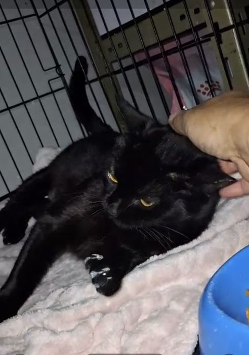 Gatinha com 1 aninho para adopção responsável