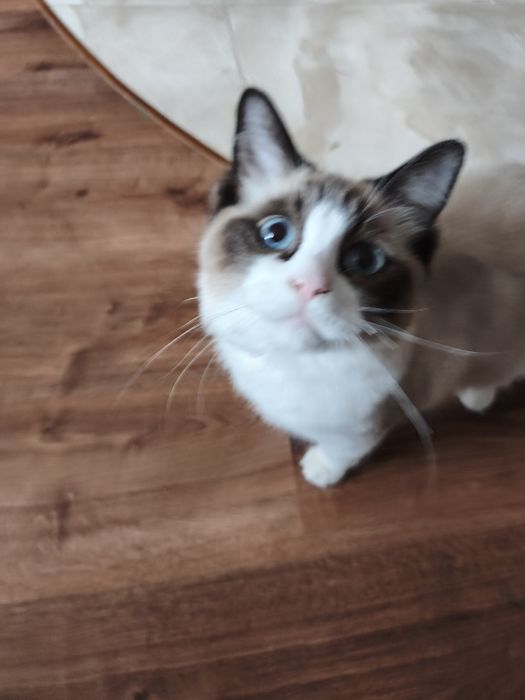 Ragdoll kotka rodowód w FPL