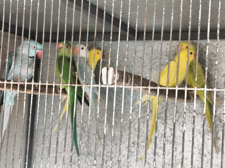 Ring necks novos