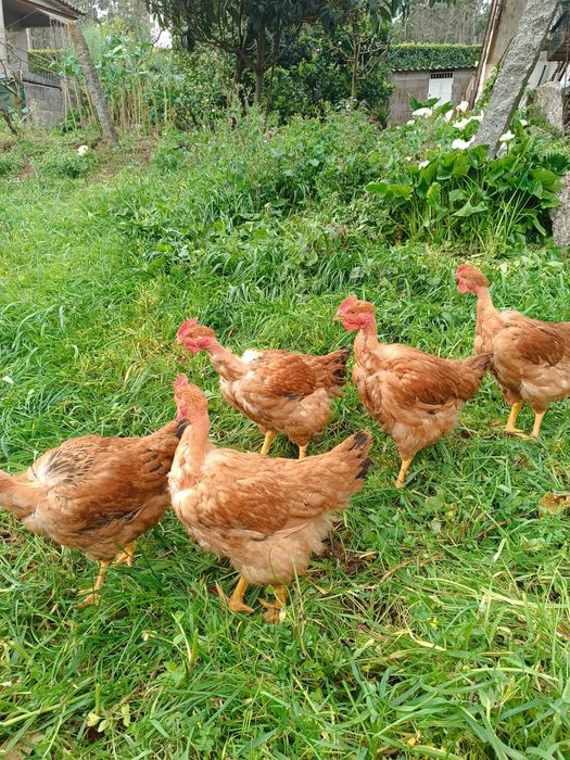 Verdadeiros galos de campo