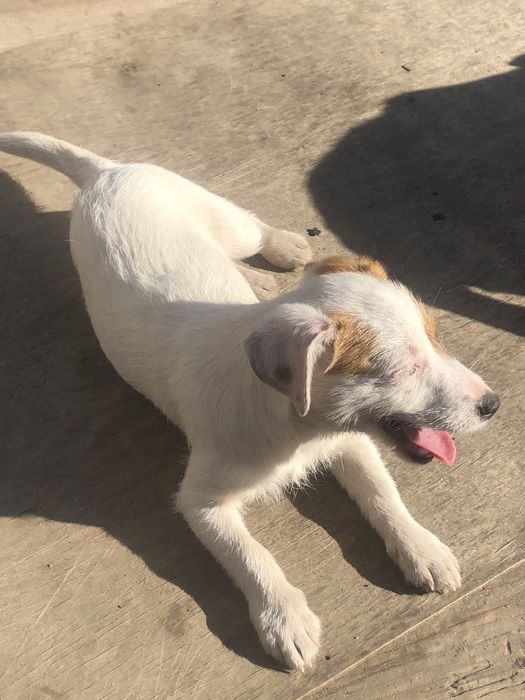 Породний Джек Рассел тер‘єр