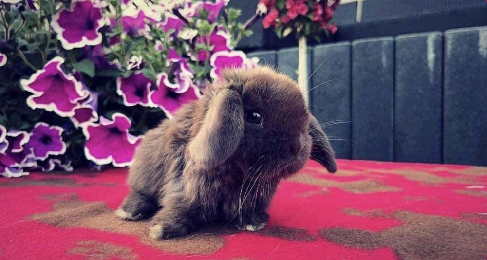 Karzełek Baranek/Mini Lop - Rodowód/Metryka Królik Króliki