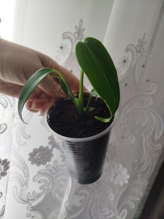 monstero burla Max Акція