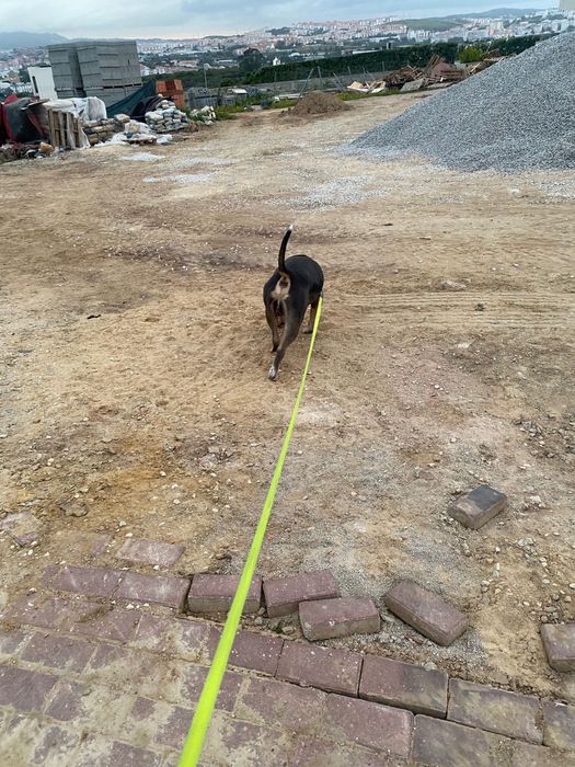 Dog walker/ pet sitting Lisboa/Cascais