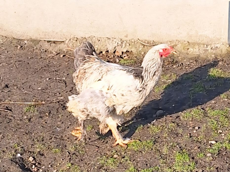 Sprzedam hoguty vayandotte.