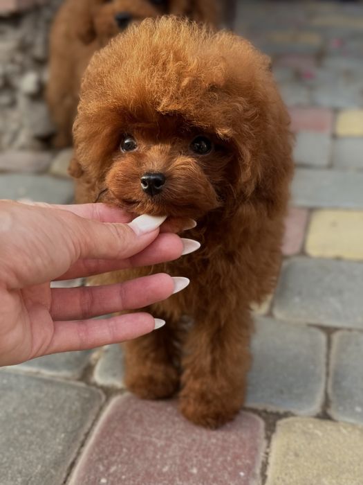 Тікап дівчинка той пудель