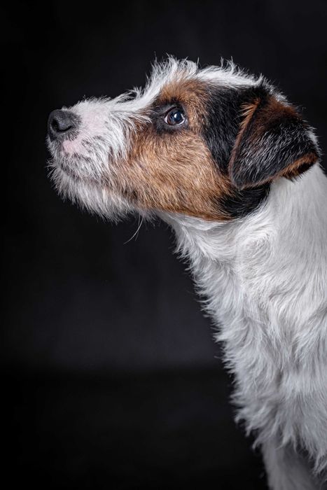 Parson Russell Terrier piesek