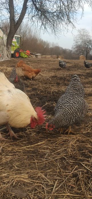 Інкубаційні яйця курей