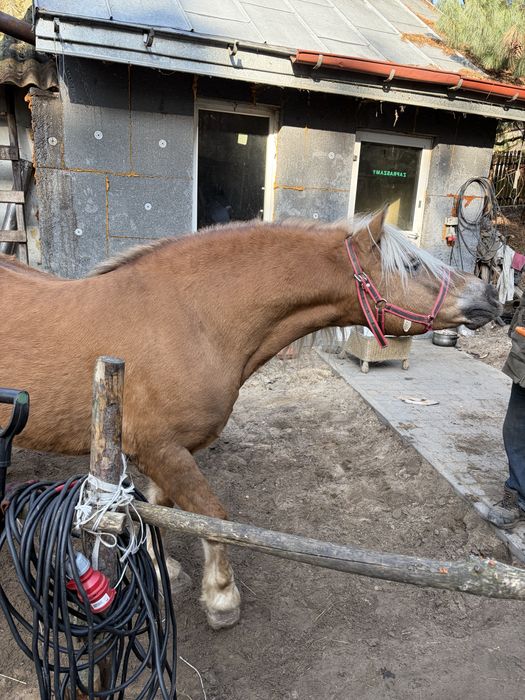 Haflinger -sprzedam nie komercyjnie