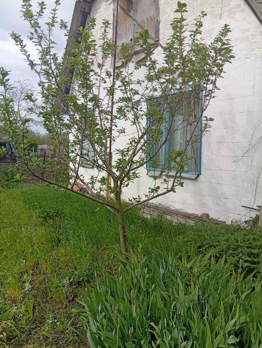 Продам дачу в  Гарьевке.пгт. Златопиль