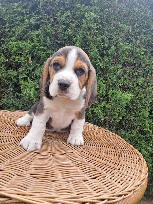 Śliczny piesek beagle z rodowodem.