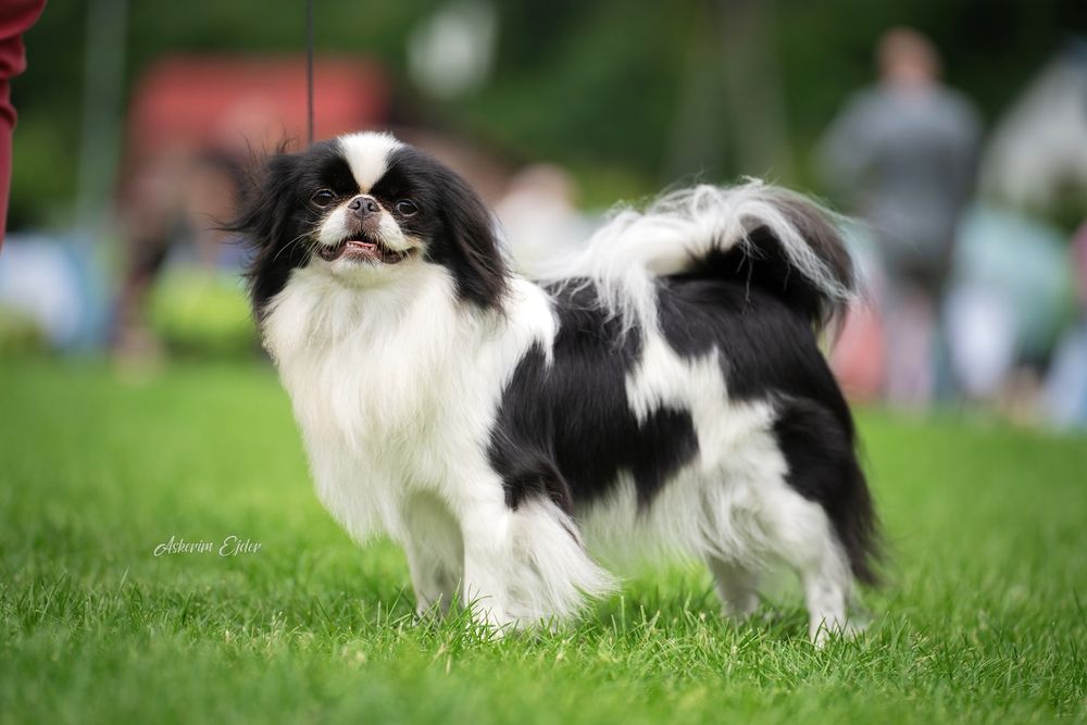Chin japoński spaniel japoński nie shih tzu FCI