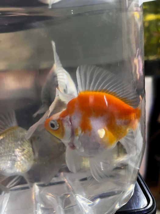 Carassius auratus auratus karaś ozdobny/złocisty XL