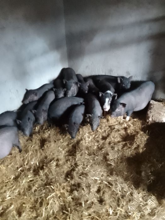 Продам в'єтнамсьні поросятка