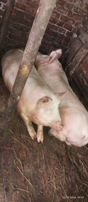 Продам свиню домашнього вигодовування