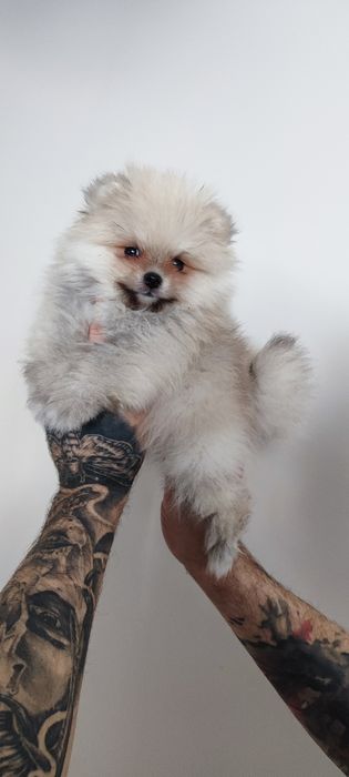 Померанський шпіц малюки