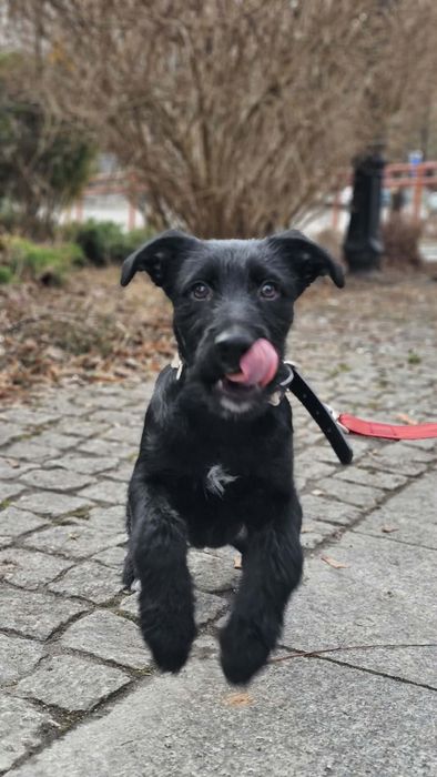 Energiczny, ciekawski szczeniak w typie sznaucera