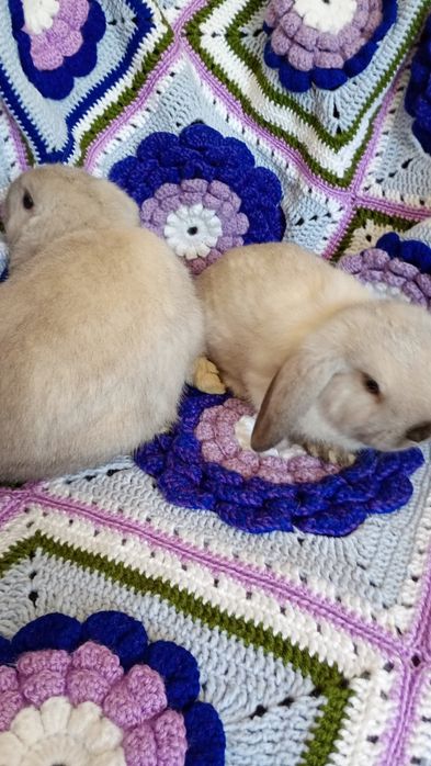 Karzełek Baranek Syjamski Mini Lop