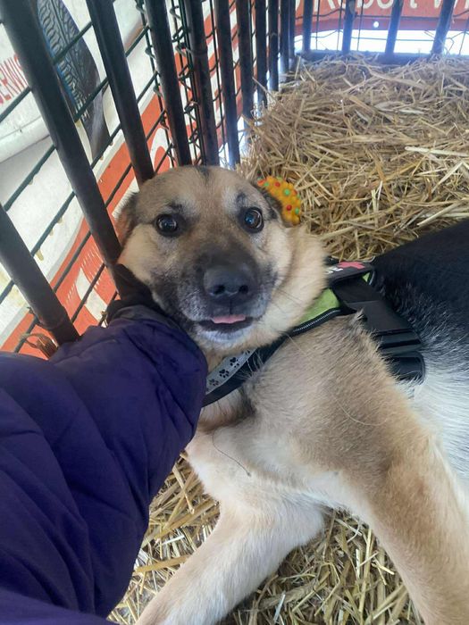 pies do adopcji za darmo