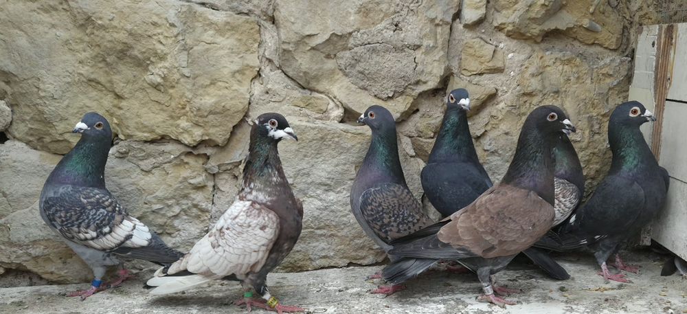 Pocztowe gołębie- toy/ frill stencill